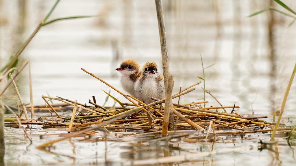 Whiskered Tern